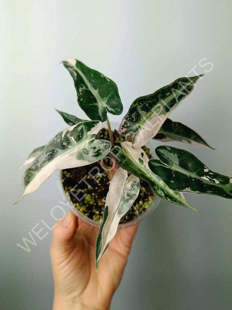 Alocasia bambino variegata pink