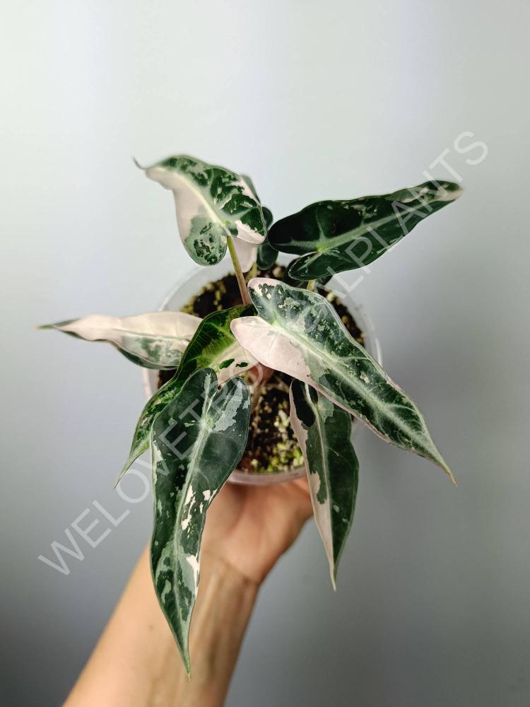 Alocasia bambino variegata pink