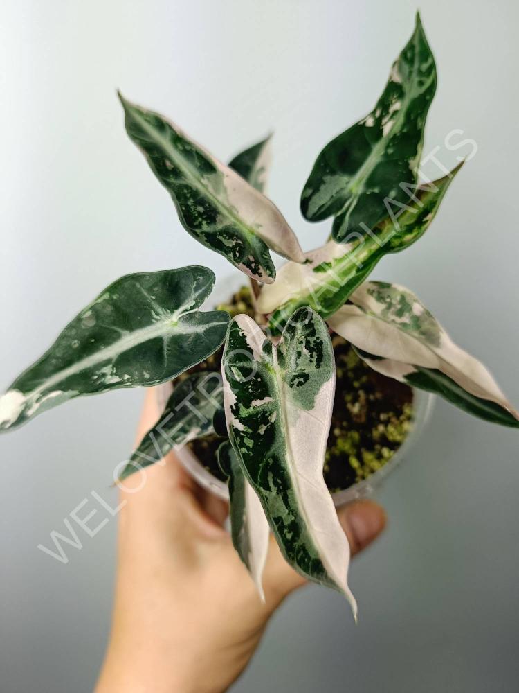 Alocasia bambino variegata pink