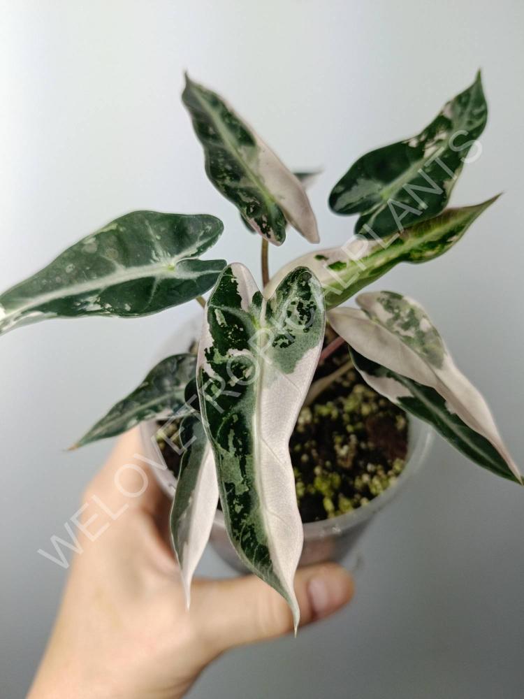 Alocasia bambino variegata pink