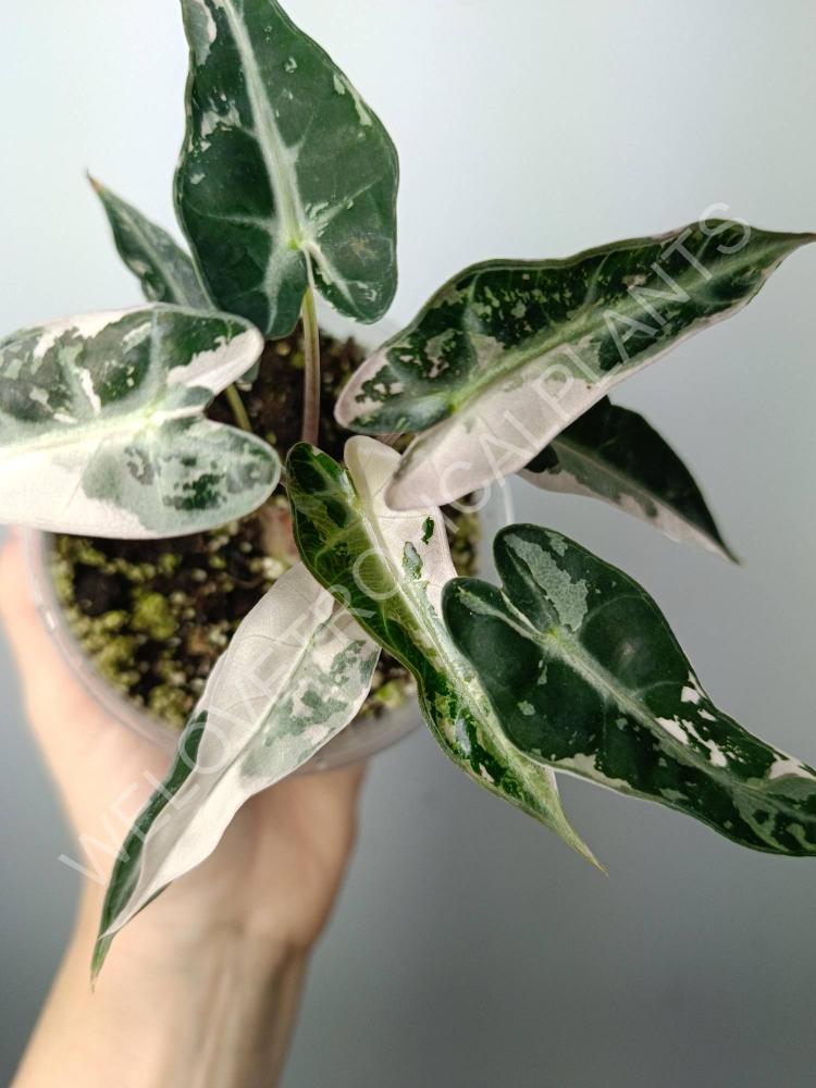 Alocasia bambino variegata pink