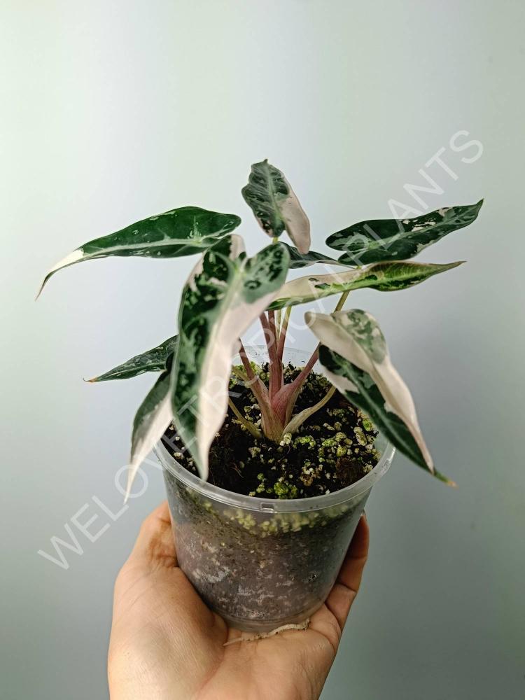 Alocasia bambino variegata pink