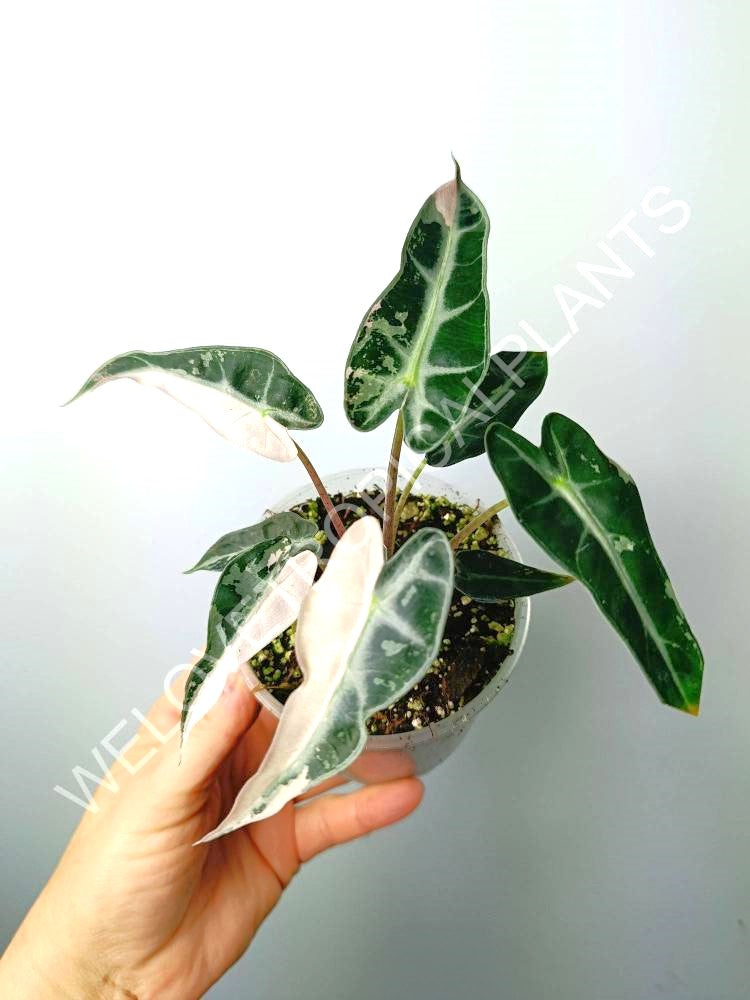 Alocasia bambino variegata pink