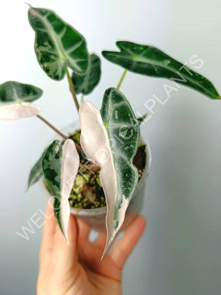 Alocasia bambino variegata pink