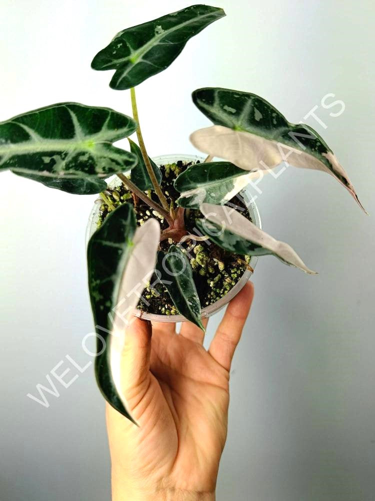 Alocasia bambino variegata pink