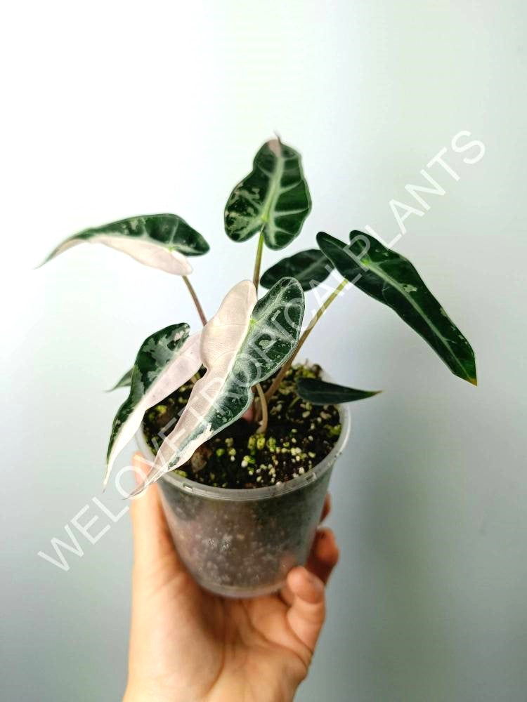 Alocasia bambino variegata pink