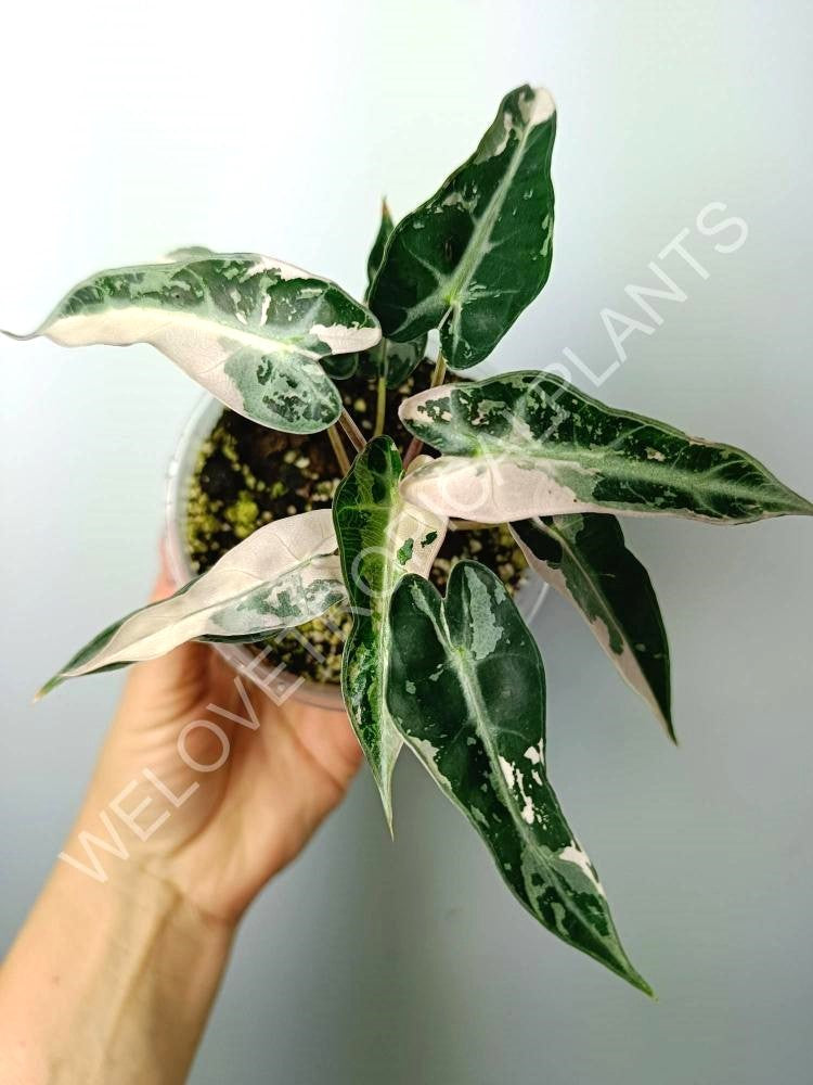 Alocasia bambino variegata pink