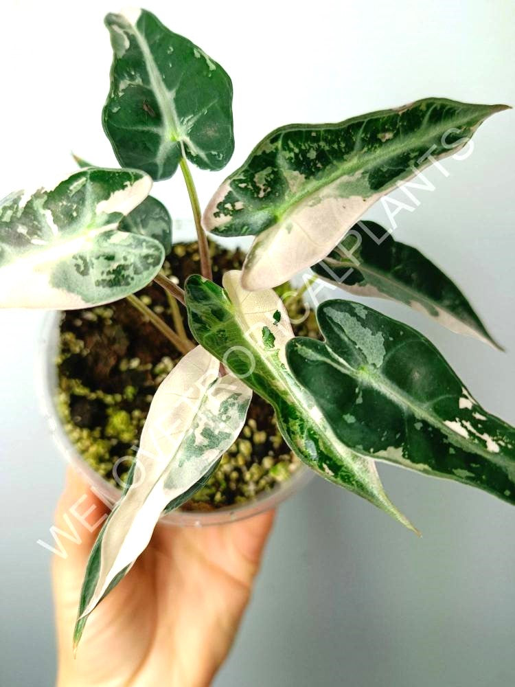 Alocasia bambino variegata pink