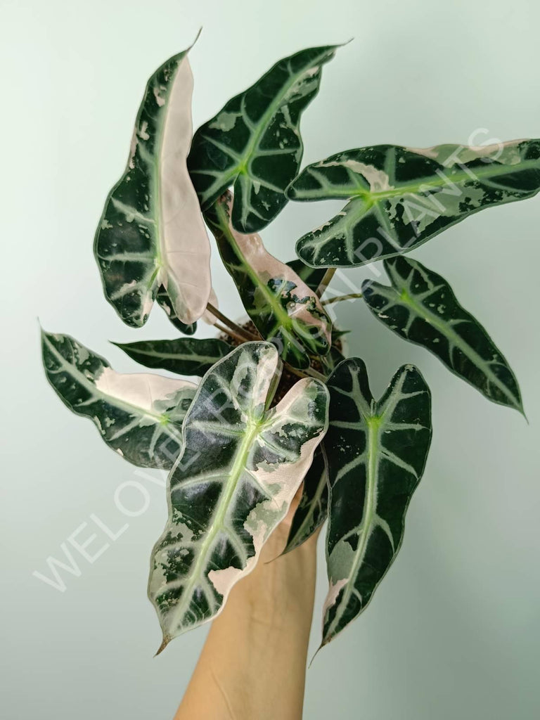 Alocasia bambino variegata pink