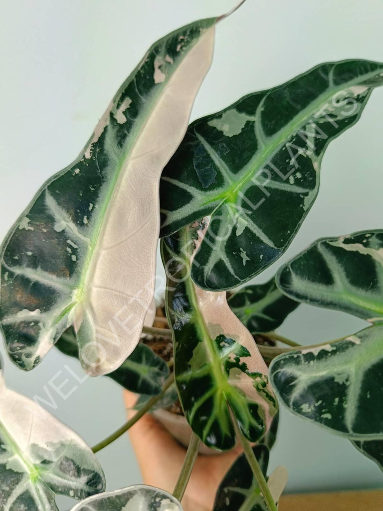 Alocasia bambino variegata pink