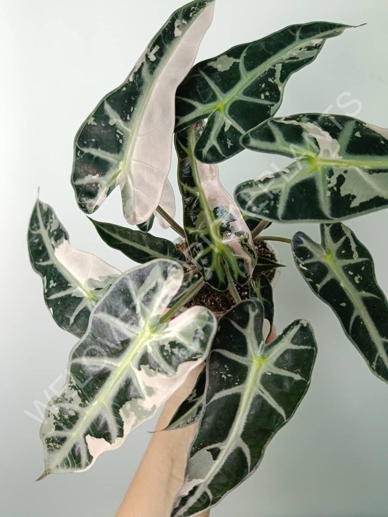 Alocasia bambino variegata pink