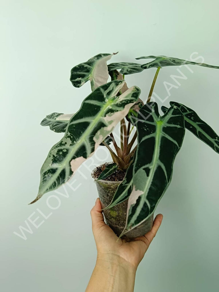 Alocasia bambino variegata pink