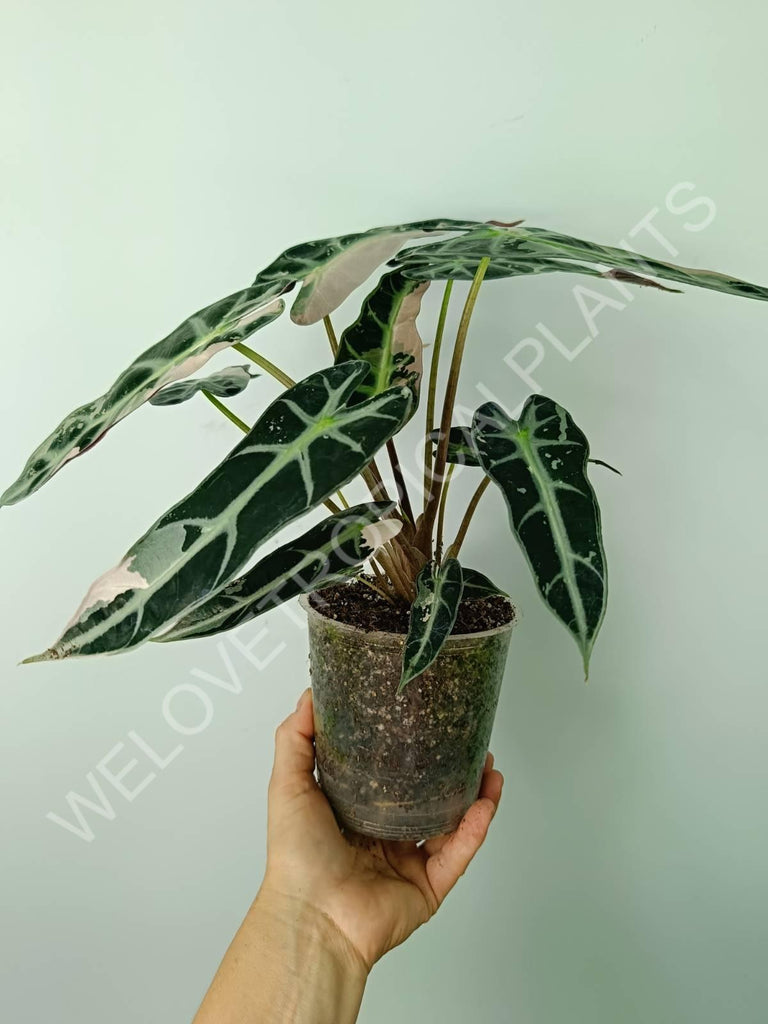 Alocasia bambino variegata pink