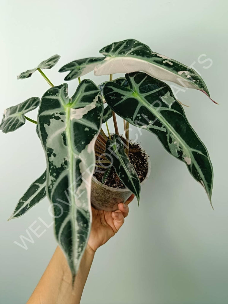 Alocasia bambino variegata pink