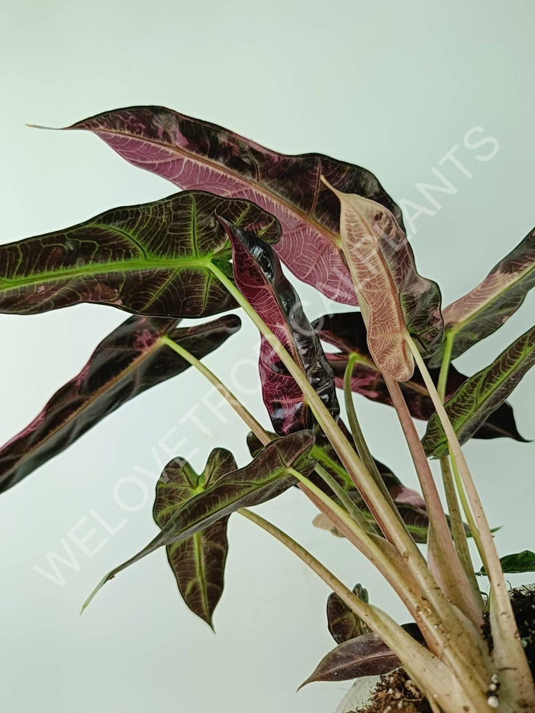 Alocasia bambino variegata pink