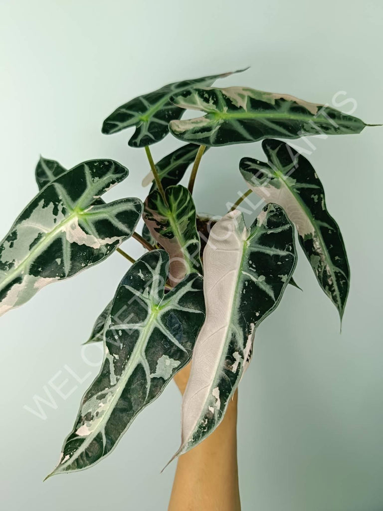 Alocasia bambino variegata pink