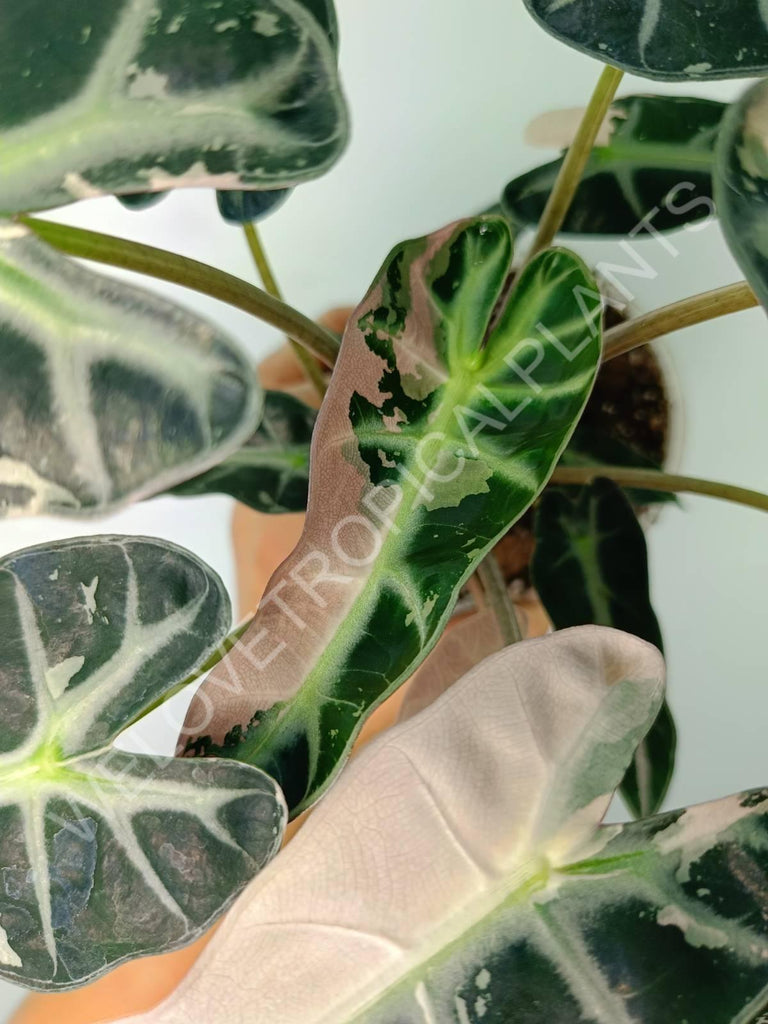 Alocasia bambino variegata pink