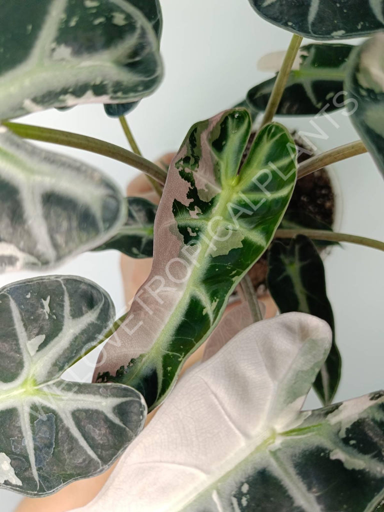 Alocasia bambino variegata pink