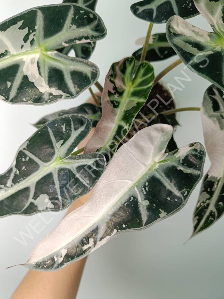 Alocasia bambino variegata pink