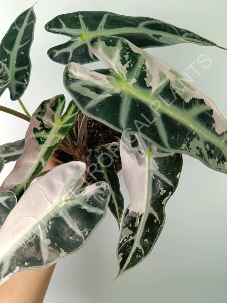 Alocasia bambino variegata pink