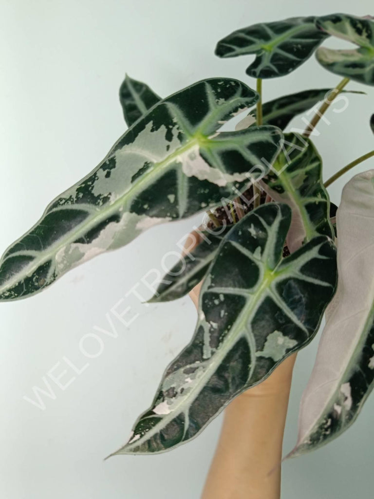 Alocasia bambino variegata pink