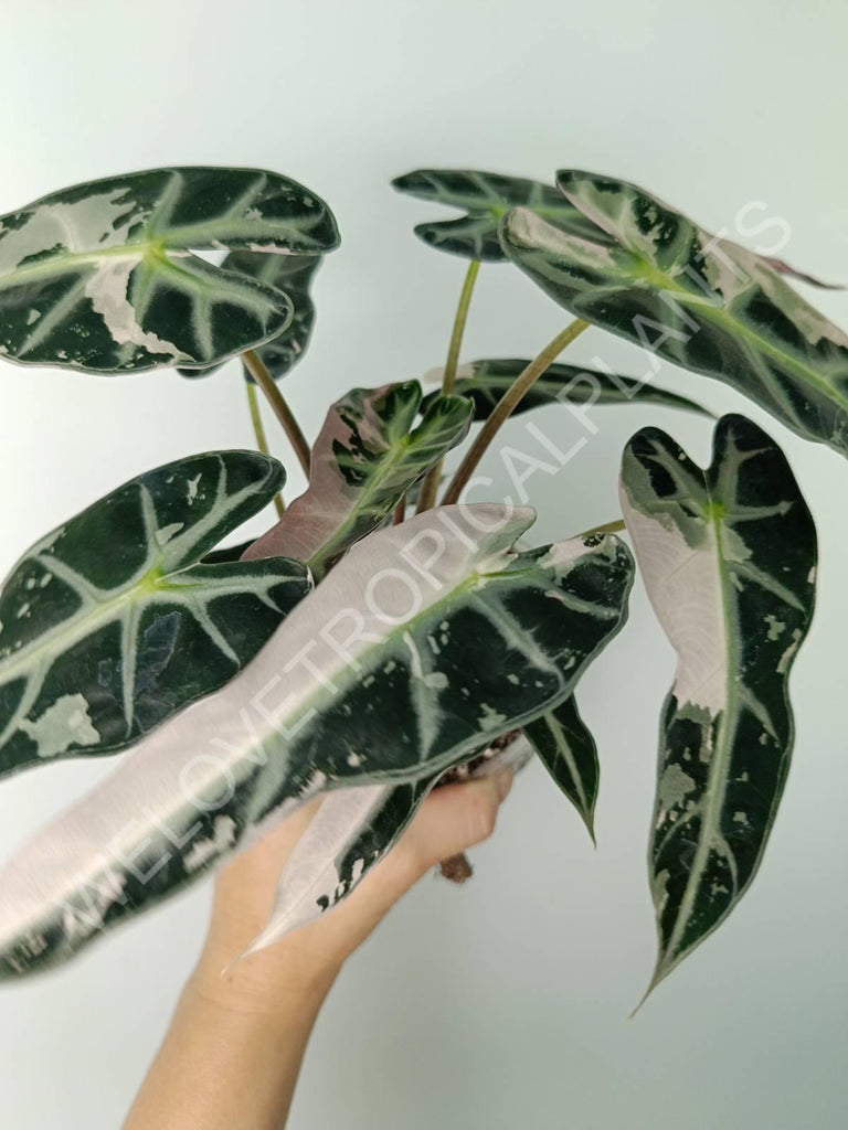 Alocasia bambino variegata pink