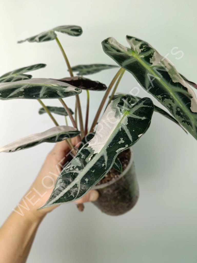 Alocasia bambino variegata pink