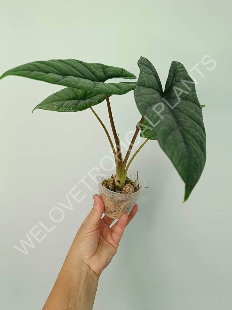 Alocasia Bisma