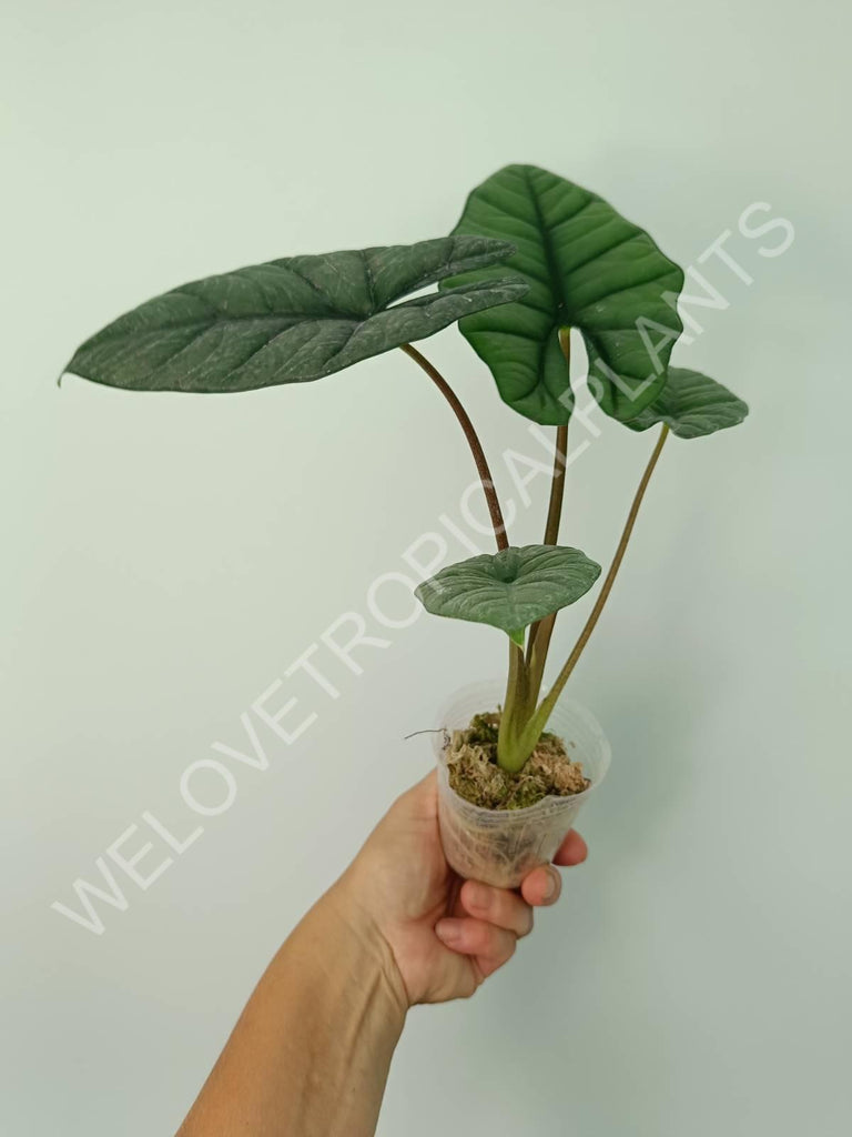 Alocasia Bisma