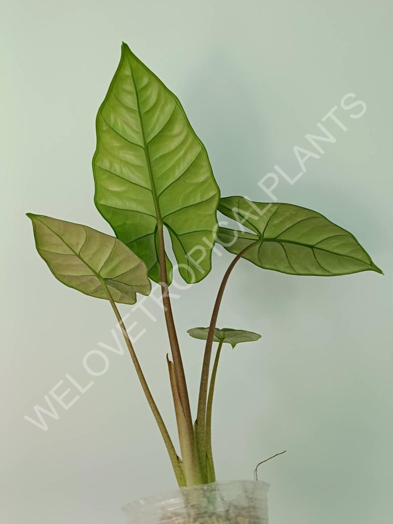 Alocasia Bisma