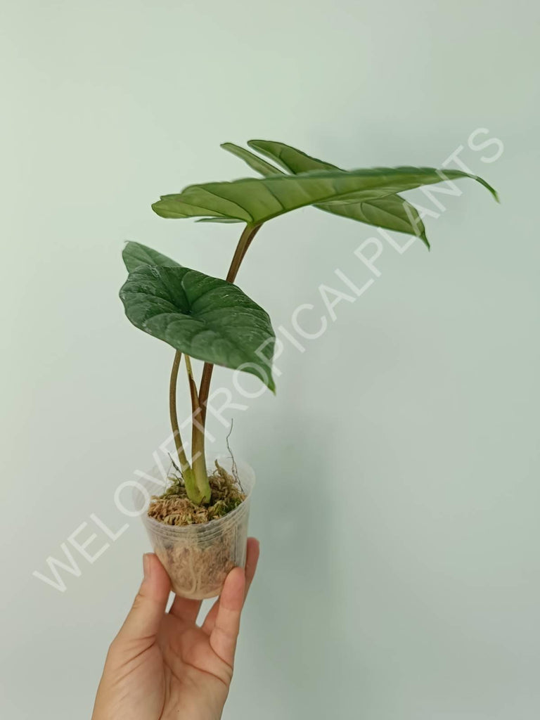 Alocasia Bisma