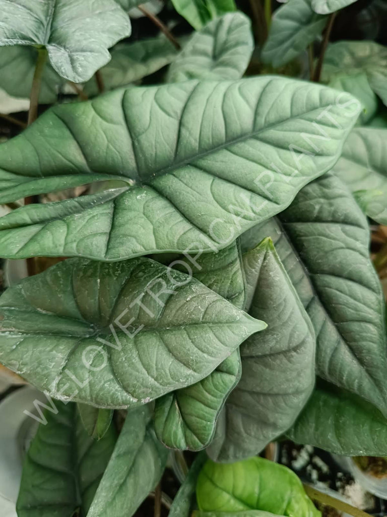 Alocasia Bisma