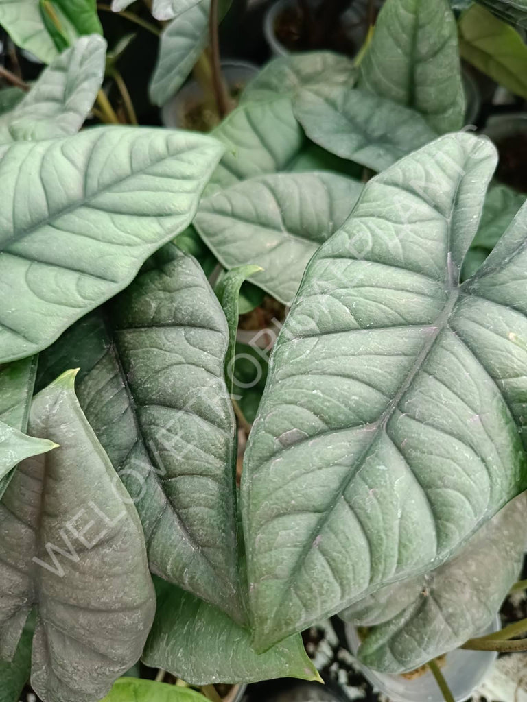 Alocasia Bisma