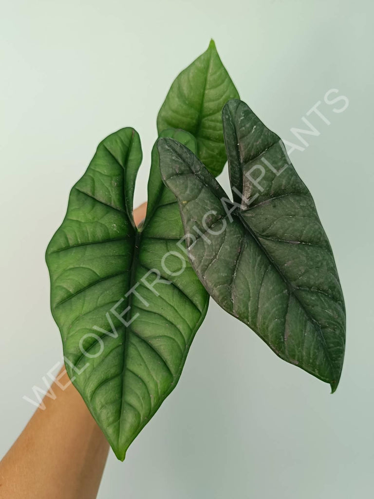 Alocasia Bisma