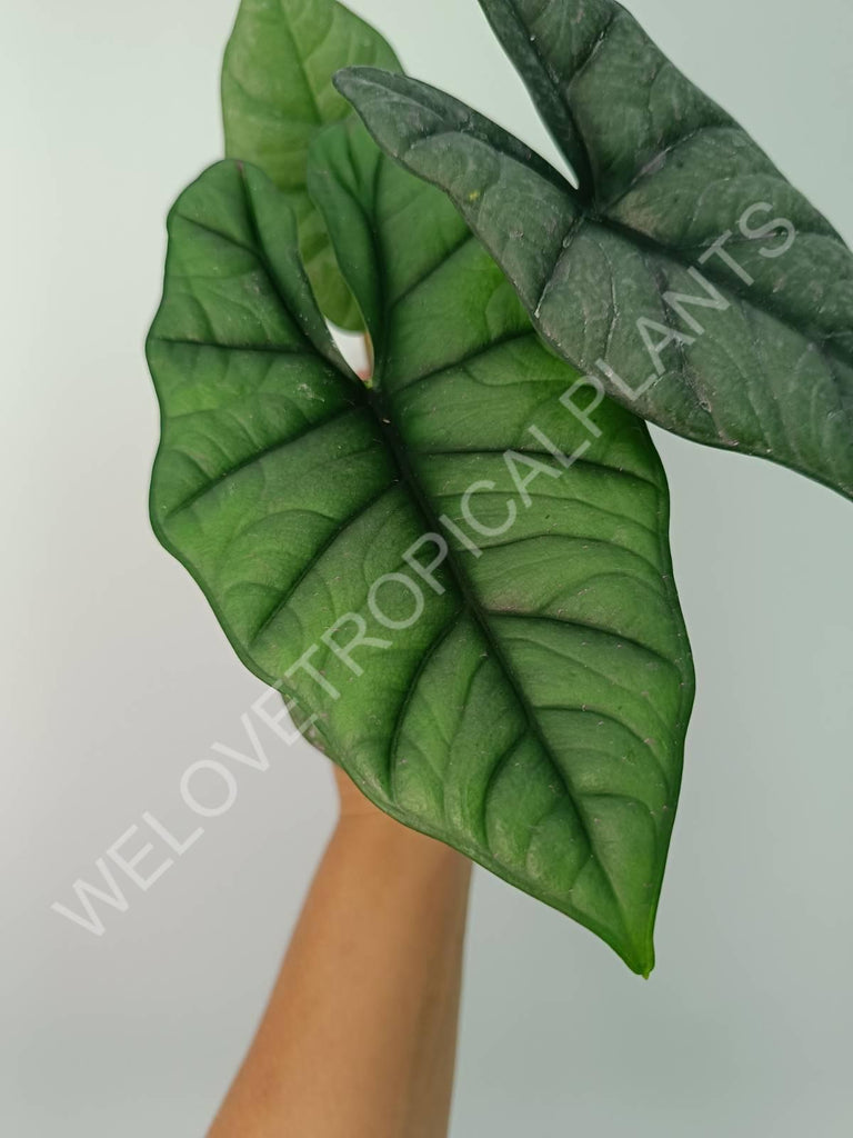 Alocasia Bisma