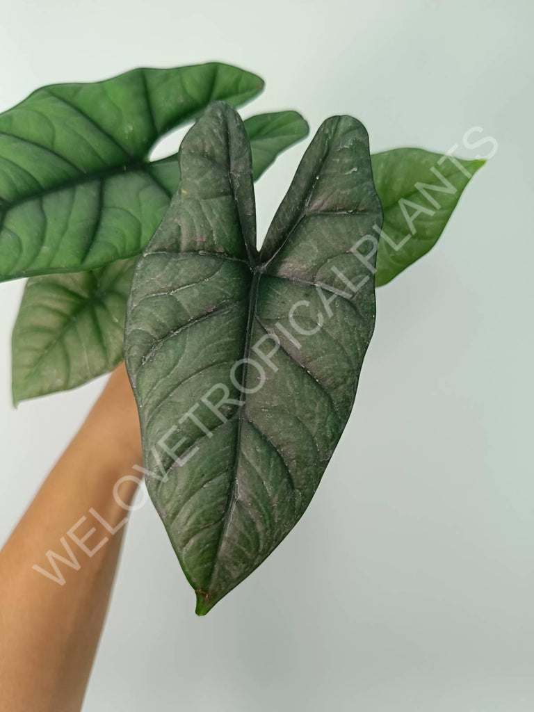 Alocasia Bisma