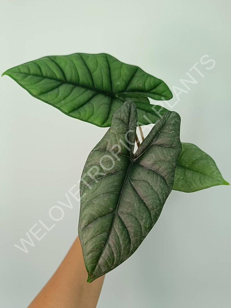 Alocasia Bisma