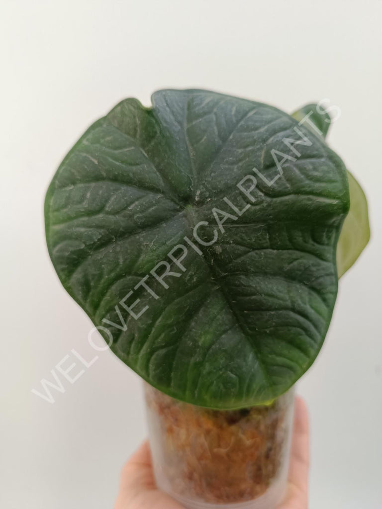 Alocasia chaii