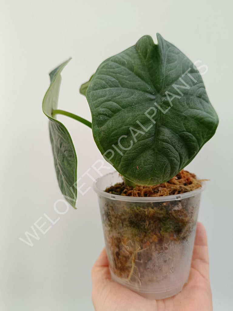 Alocasia chaii