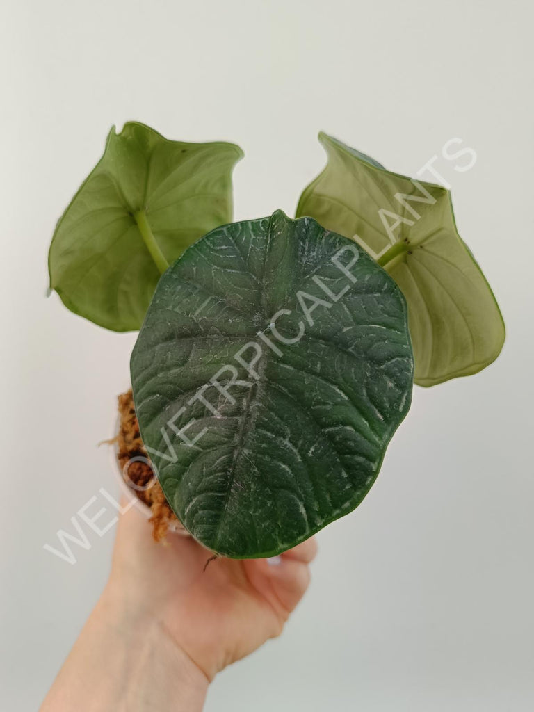 Alocasia chaii