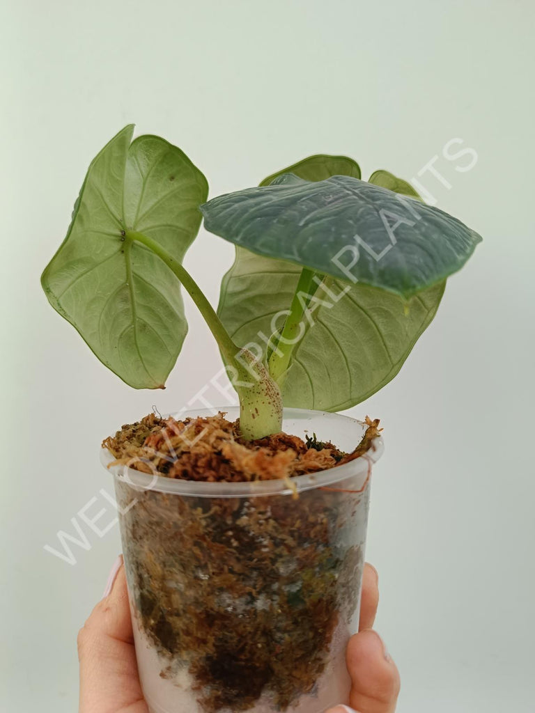 Alocasia chaii