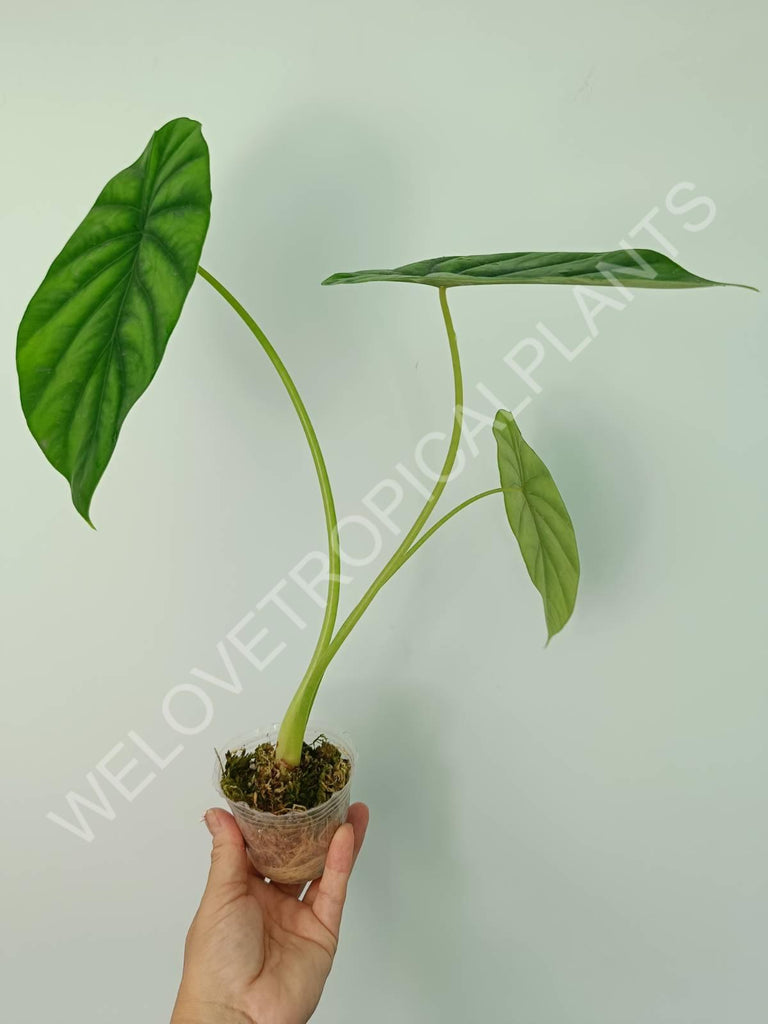 Alocasia Clyopelata A. Hay