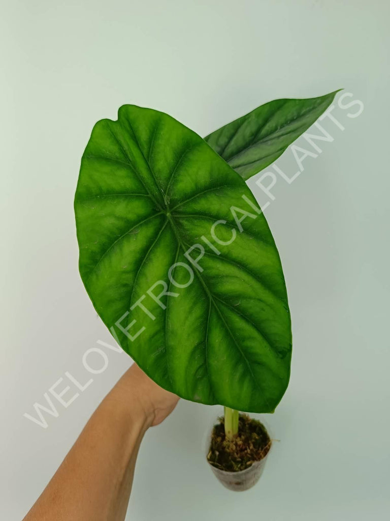 Alocasia Clyopelata A. Hay