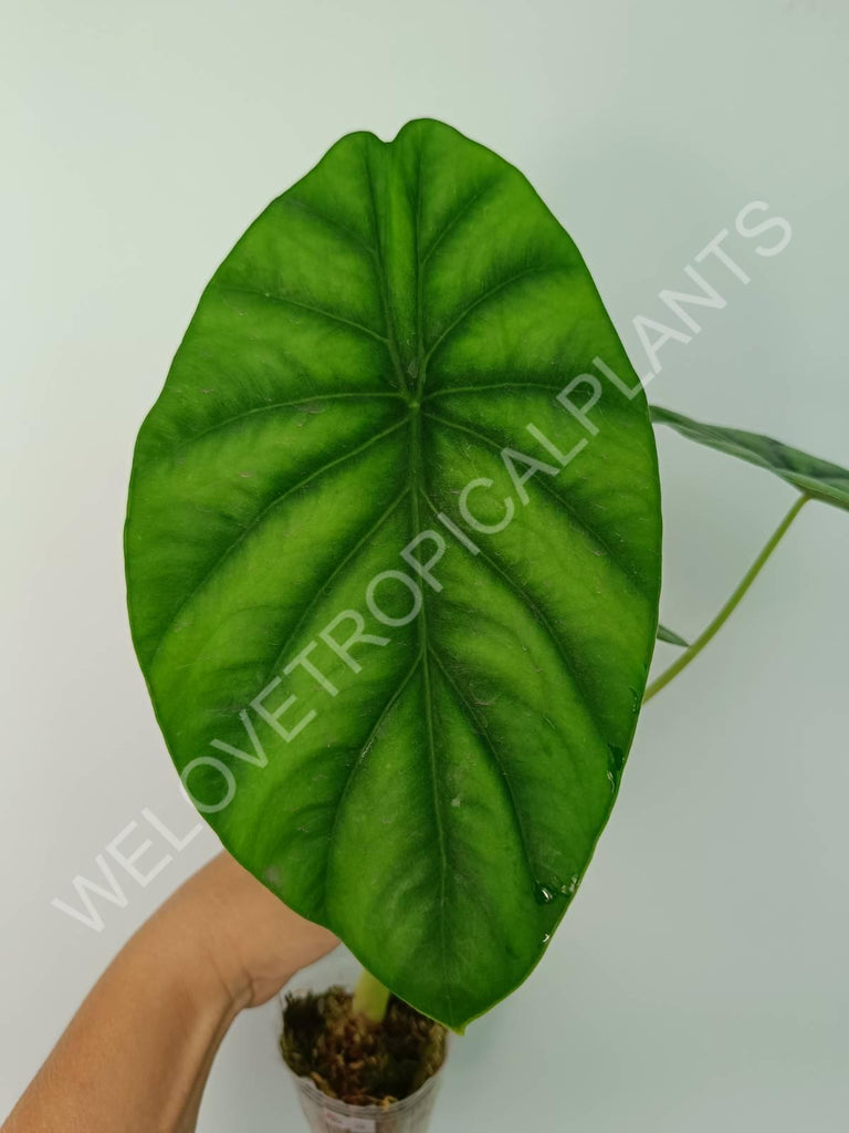 Alocasia Clyopelata A. Hay