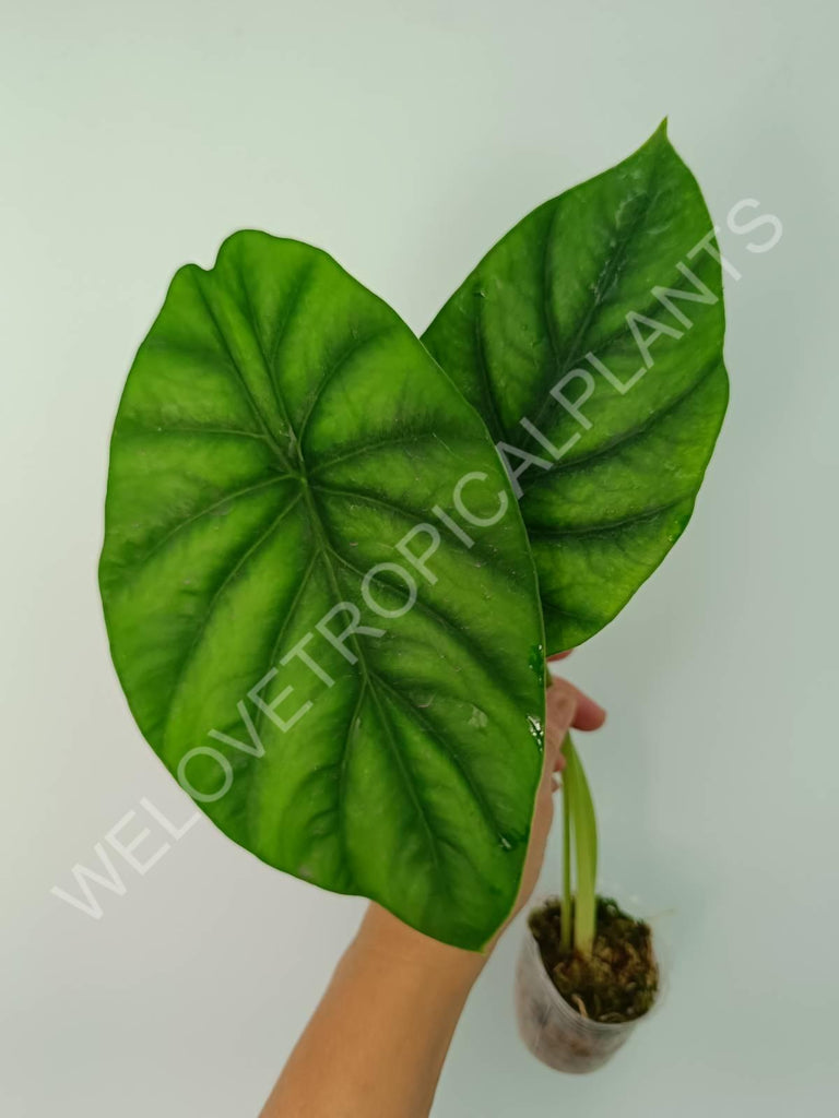 Alocasia Clyopelata A. Hay