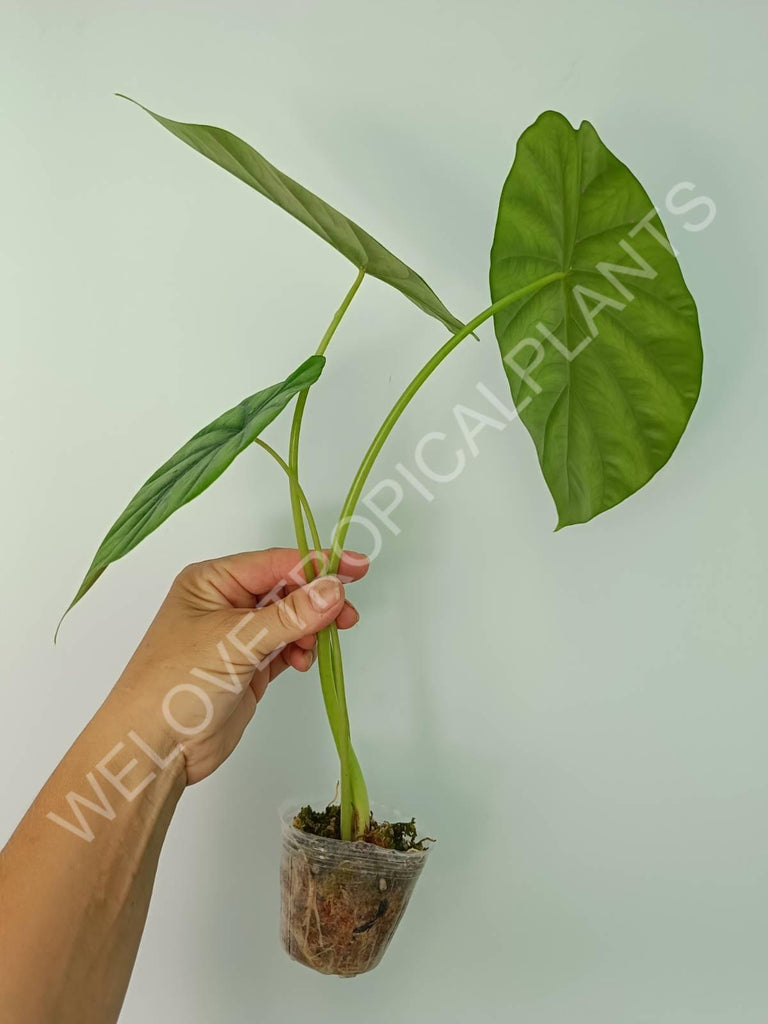 Alocasia Clyopelata A. Hay