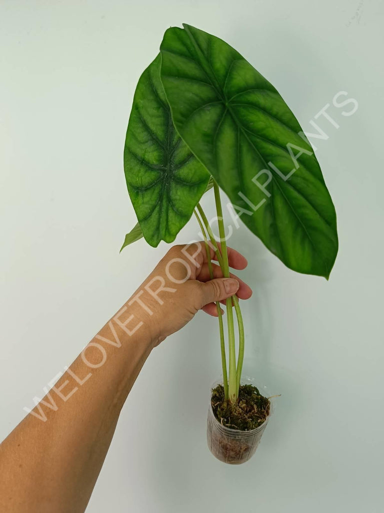 Alocasia Clyopelata A. Hay