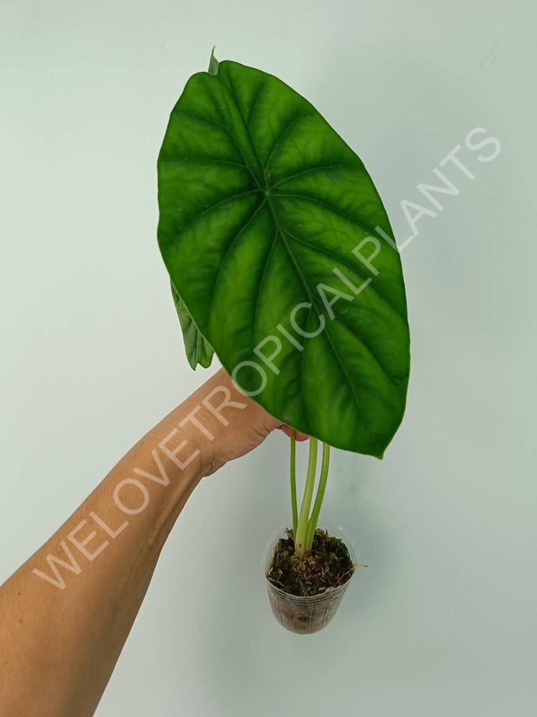 Alocasia Clyopelata A. Hay