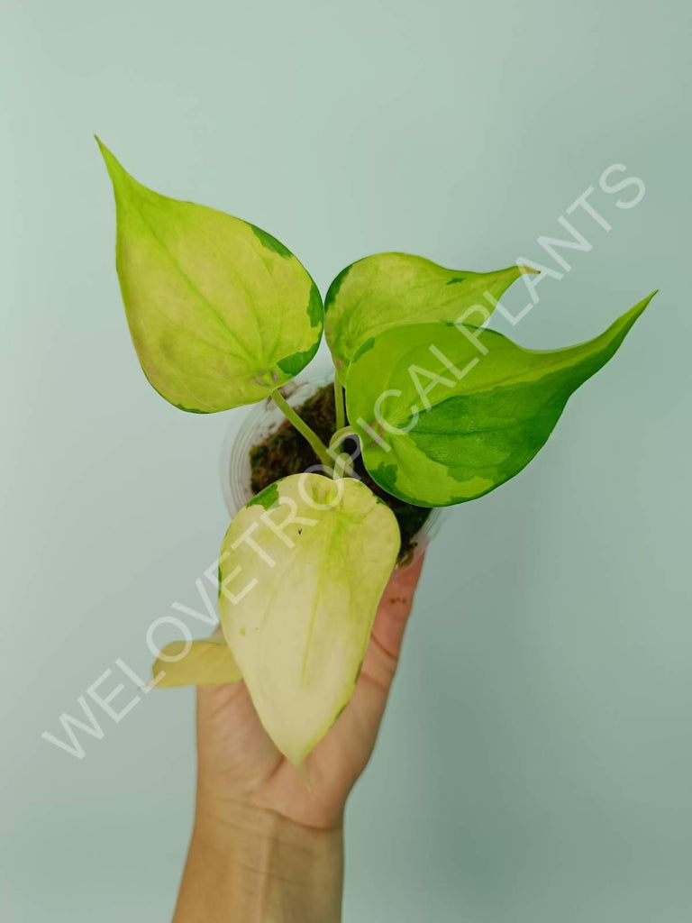 Alocasia cuculata variegata banana split