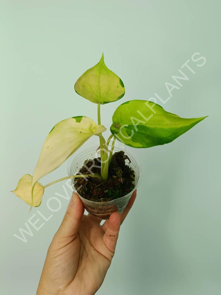 Alocasia cuculata variegata banana split